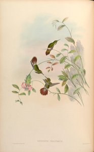 Lophornis chalybaeus